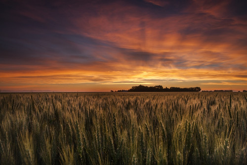 Colourful Sky At Sunrise Over A Wheat Field; Saskatchewan, Canada Poster Print by Greg Huszar # 12316769