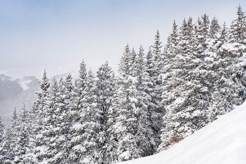 Colorado Fresh snow on spruce trees by Jaynes Gallery (24 x 18)