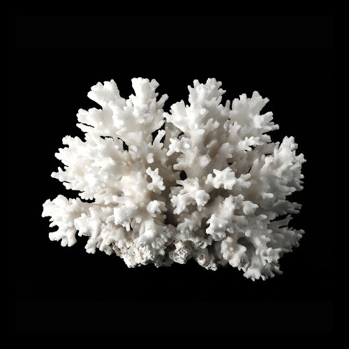 White Coral II by Urban Road (24 x 24)