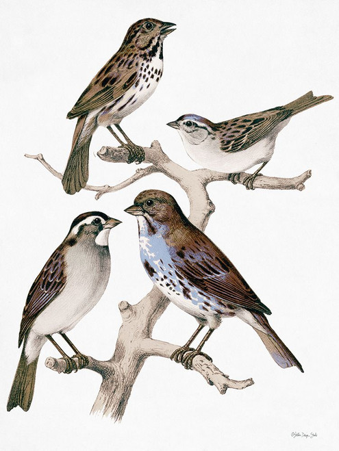 Birds on Branch by Stellar Design Studio (18 x 24)
