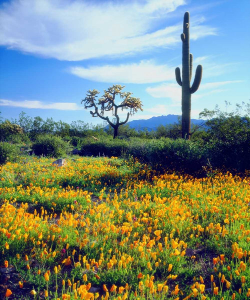 Arizona, Organ Pipe Cactus NM flowers and cacti by Christopher Talbot Frank (18 x 24)