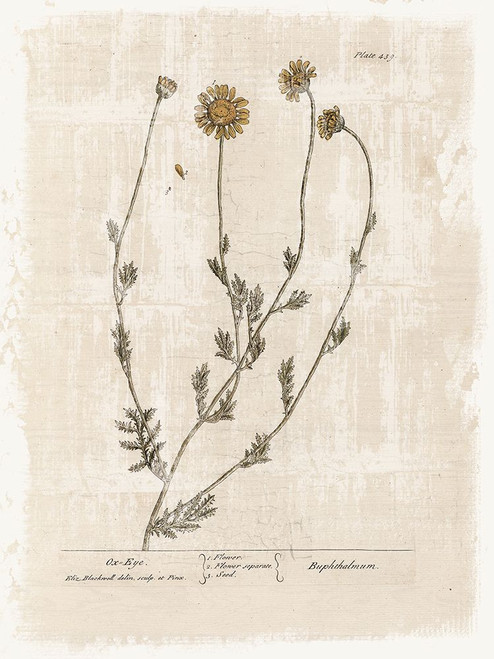 Farmhouse Flower 1 by Lula BijouxAnd Company (18 x 24)