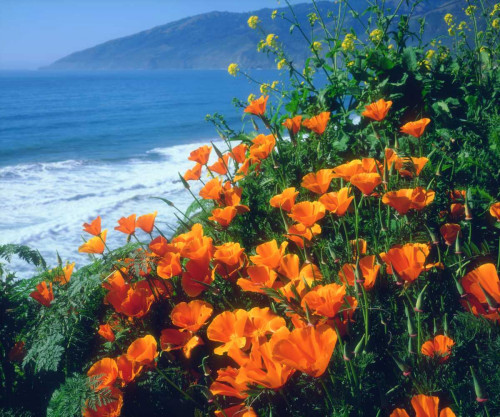 CA, California Poppies along the Pacific Coast by Christopher Talbot Frank (24 x 18) CA, California Poppies along the Pacific Coast by Christopher Talbot Frank (24 x 18)