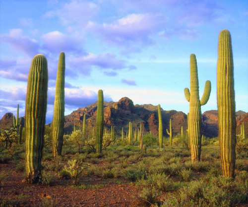 Arizona, Organ Pipe Cactus NM Desert in spring by Christopher Talbot Frank (24 x 18)