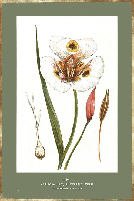 Green Botanics IV by PI Studio (18 x 24)