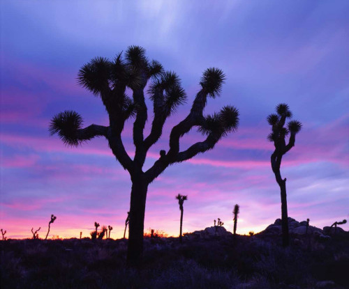 California, Joshua Tree NP at Sunrise by Christopher Talbot Frank (24 x 18) California, Joshua Tree NP at Sunrise by Christopher Talbot Frank (24 x 18)