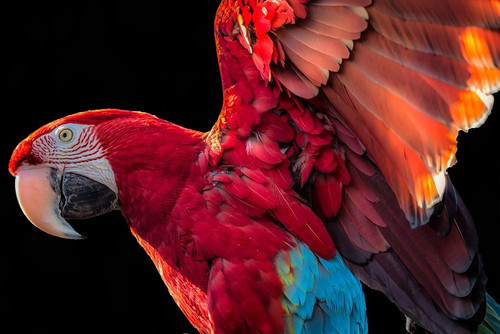 Parrot Wings by Ronin (24 x 18)