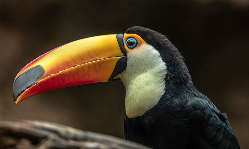 The Toucan by Ronin (24 x 14)