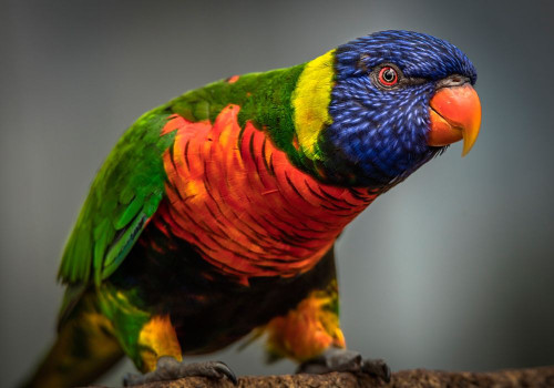 Green Bird II by Ronin (24 x 18)