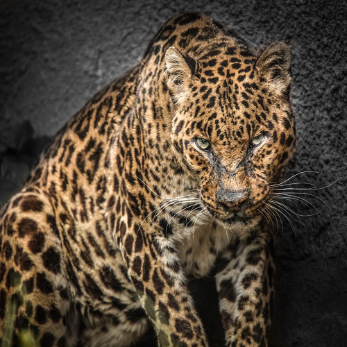 The Jaguar by Ronin (24 x 24)