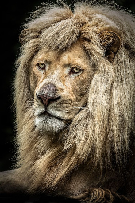 The white Lion II by Ronin (18 x 24)