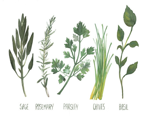 Watercolor Herbs by Dogwood Portfolio (24 x 18)