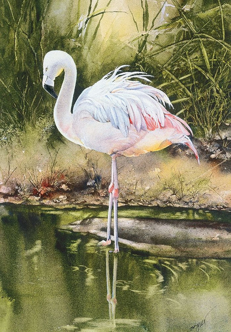 Flamingo by Unknown (16 x 24)