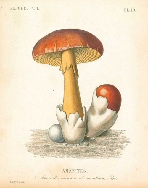 French Mushrooms II by Wild Apple Portfolio (19 x 24)