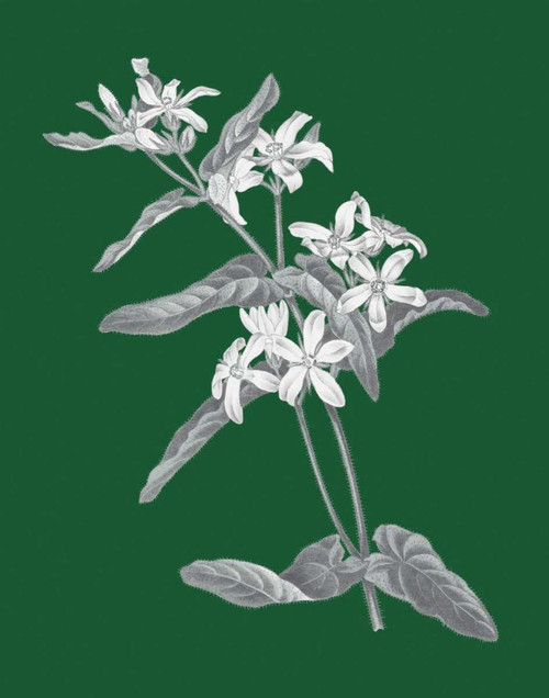 Green Botanical IV by Wild Apple Portfolio (18 x 24)