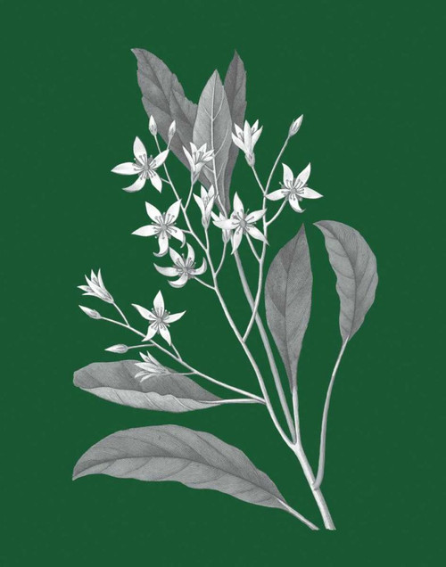 Green Botanical V by Wild Apple Portfolio (18 x 24)