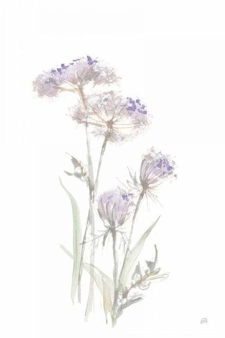 Tall Queen Annes Lace II by Chris Paschke (16 x 24)