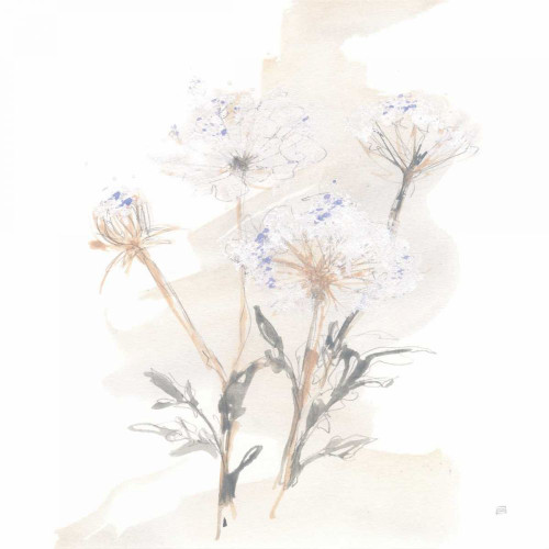 Queen Annes Lace II by Chris Paschke (12 x 12)