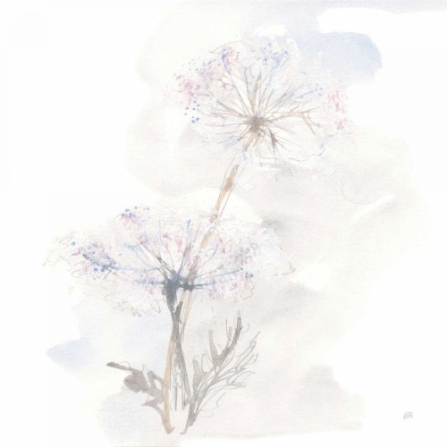 Queen Annes Lace III by Chris Paschke (12 x 12)