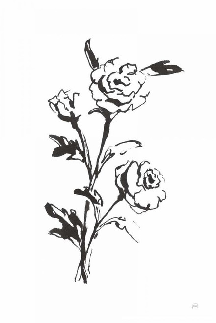 Line Ranunculus II by Chris Paschke (18 x 24)