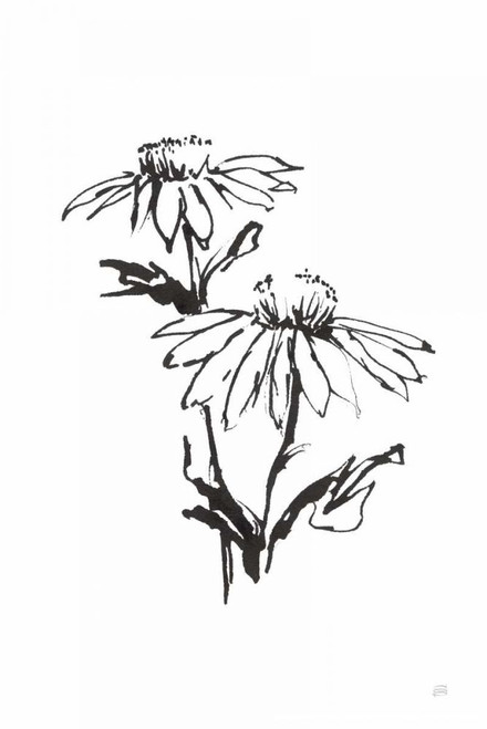 Line Echinacea II by Chris Paschke (18 x 24)