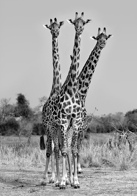 Giraffes Three by Xavier Ortega (18 x 24)