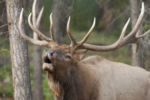 Canada, Alberta, Jasper NP Bull elk bugling by Don Paulson (24 x 15)