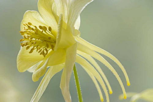 Close-up of yellow columbine flower by Don Paulson (24 x 15)