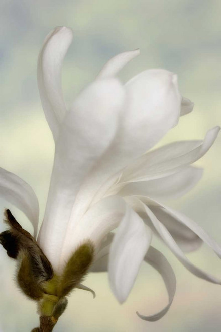 A single star magnolia flower by Don Paulson (15 x 24)