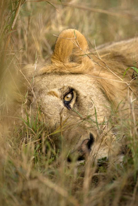 Kenya, Masai Mara Male lion sleeping in grass by Jim Zuckerman (18 x 24)