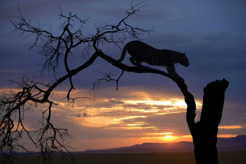 Botswana, Savuti Game Reserve Leopard on branch by Jim Zuckerman (24 x 15)