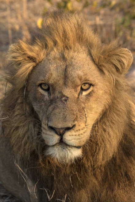 Africa, Botswana, Savuti Game Reserve Male lion by Jim Zuckerman (15 x 24)
