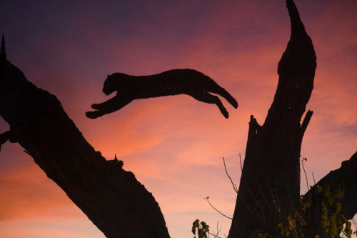 Botswana, Savuti Game Reserve Leopard leaping by Jim Zuckerman (24 x 15)