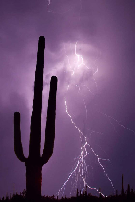 Arizona Saguaro cactus and lightning by Jim Zuckerman (18 x 24)