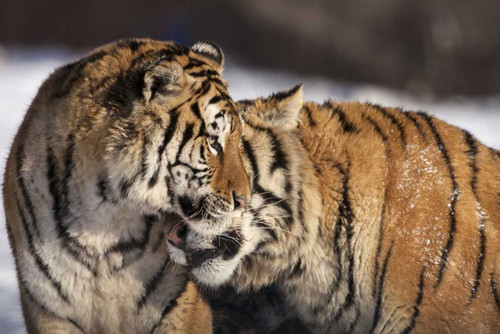 China, Harbin Affectionate Siberian tigers by Jim Zuckerman (24 x 15)