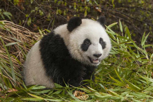 China, Chengdu Young giant panda by Jim Zuckerman (24 x 15)