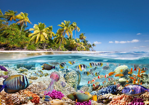 Underwater life by Pangea Images (24 x 18)