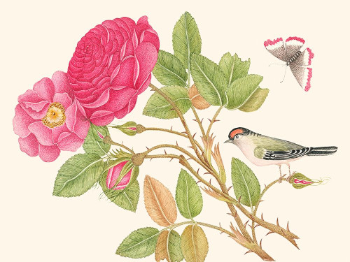 A bird on rose branch by Anonymous (24 x 18)