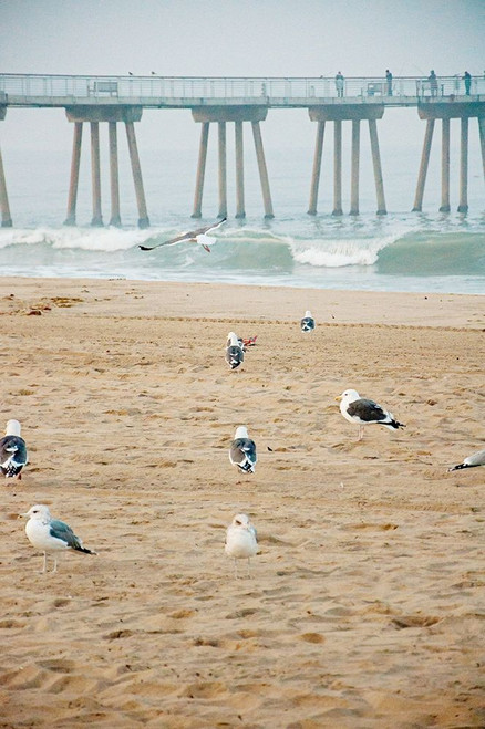 Seagull Coast by Bill Carson Photography (18 x 24)