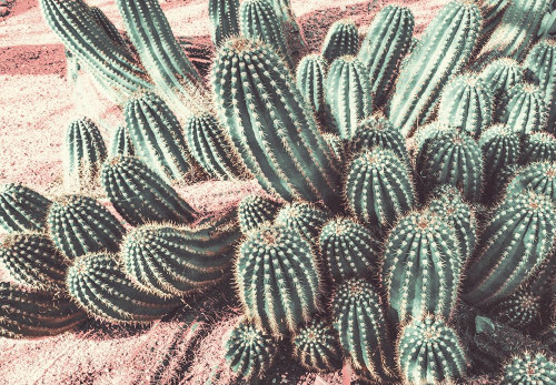 Cactus Muted Burst by Bill Carson Photography (24 x 18)