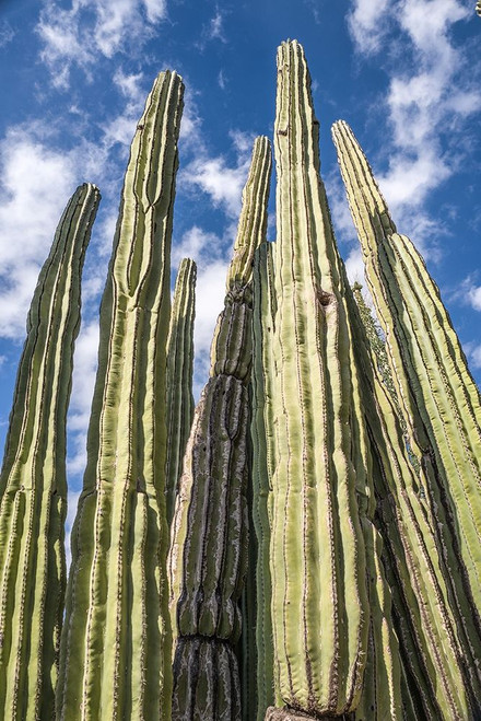 Tall Garden of Cactus by Bill Carson Photography (16 x 24)
