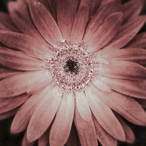 Gerbera by Aledanda (12 x 12)