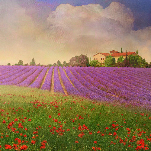 Lavender Fields IV by Chris Vest (24 x 24)