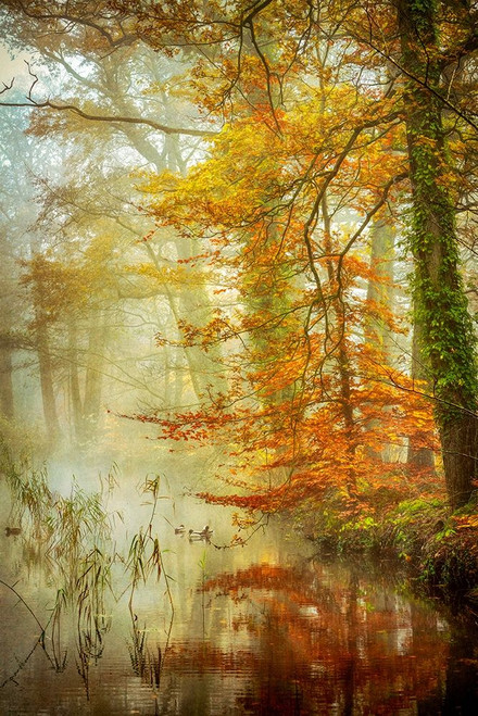 In Romance by Lars Van de Goor (18 x 24)