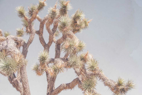 Desert Floral I by Elizabeth Urquhart (24 x 18)