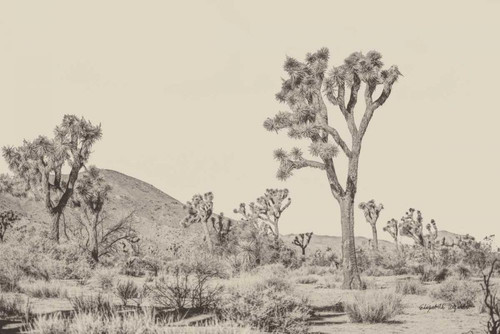 Joshua Tree II Neutral by Elizabeth Urquhart (24 x 18)
