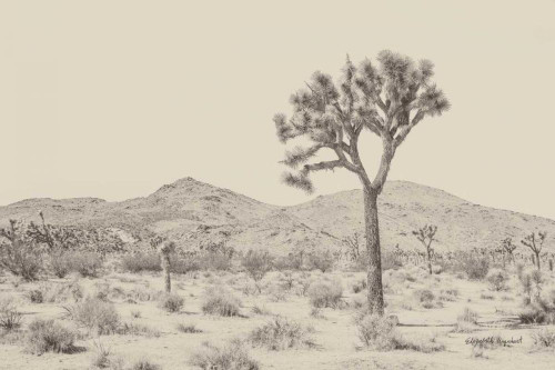 Joshua Tree I Neutral by Elizabeth Urquhart (24 x 18)