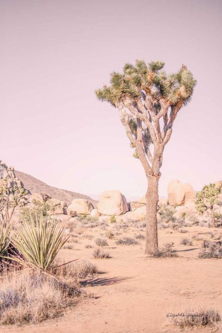Joshua Tree III Blush by Elizabeth Urquhart (18 x 24)