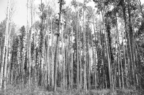 Aspen BW 2 by Elizabeth Urquhart (24 x 18)