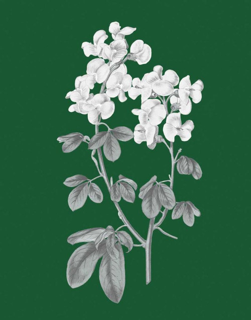 Green Botanical III by Wild Apple Portfolio (18 x 24)